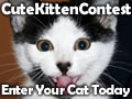 Cute Cat Contest